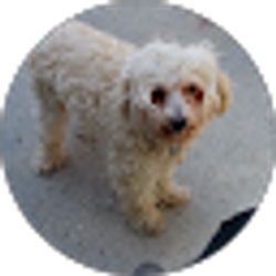 Profile photo of Elizabeth Rosas