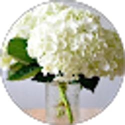 Profile photo of Alisha Russo