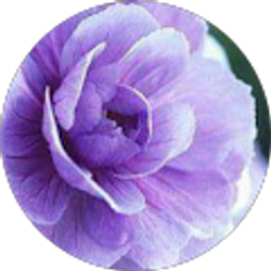 Profile photo of Dorinda Romero