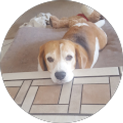 Profile photo of Donald Riccardi