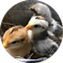 Profile photo of Chicken Lady