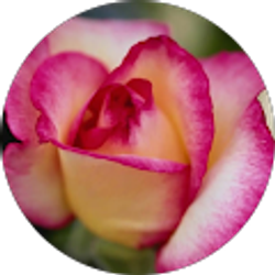 Profile photo of Deb Turner