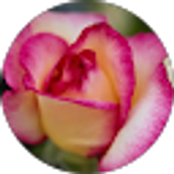 Profile photo of Deb Turner