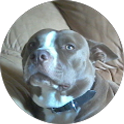 Profile photo of Nuncy Justiniano