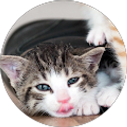 Profile photo of sf Ramires