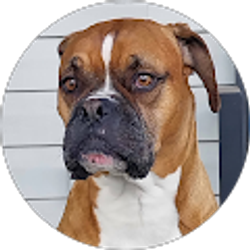 Profile photo of William fitzgerald