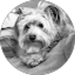 Profile photo of Damien Ferrara