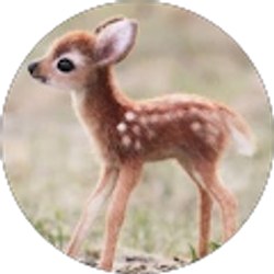 Profile photo of N. Popp