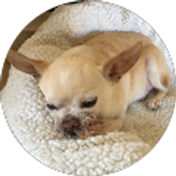 Profile photo of Sirtbagcelot