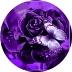 Profile photo of Tracy Wise