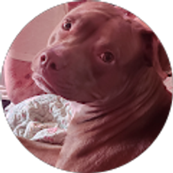 Profile photo of Lou Biglou