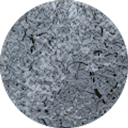 Profile photo of Sheila Vecchio