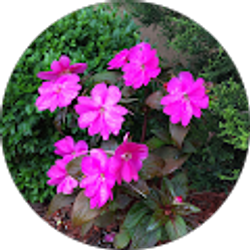 Profile photo of chan adachi