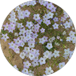 Profile photo of Karen Perez