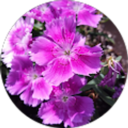 Profile photo of Pam Wood