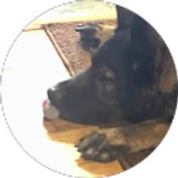 Profile photo of Steven A Belanus