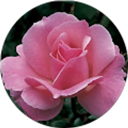 Profile photo of Marjorie Benesh