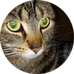 Profile photo of Tina Varner