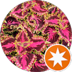 Profile photo of Pam Harris