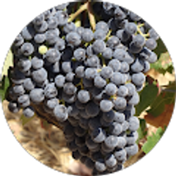 Profile photo of Sherry Sylar