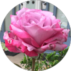 Profile photo of Karol Reynolds