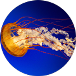 Profile photo of jesus eduardo souquet zurita