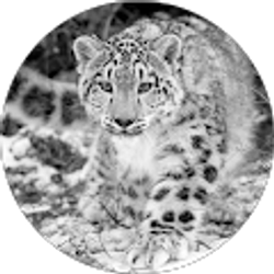 Profile photo of Diane R