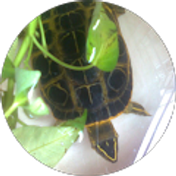 Profile photo of Faiyaz Elahi Mullick