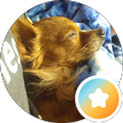 Profile photo of OkamiTheSacredBeast