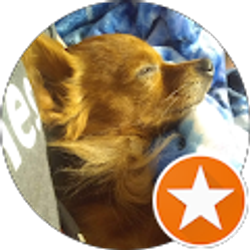 Profile photo of OkamiTheSacredBeast