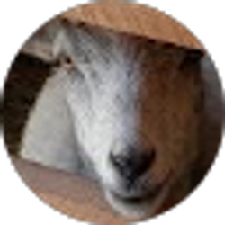 Profile photo of Lynda Franklin