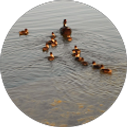 Profile photo of Laura Johnson