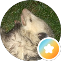 Profile photo of Robert Cedroni