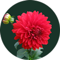 Profile photo of Chan Wilson