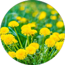 Profile photo of Jennie Zhang