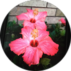 Profile photo of C Cortez