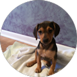 Profile photo of Bill Carretti