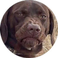 Profile photo of R S