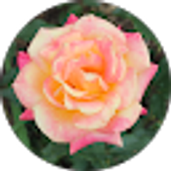 Profile photo of E R