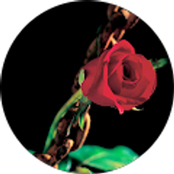 Profile photo of *Sweetland* R.