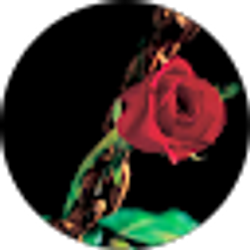 Profile photo of *Sweetland* R.