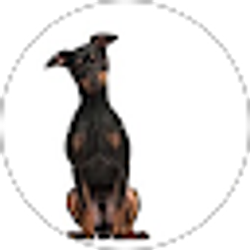 Profile photo of Chris M