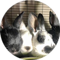 Profile photo of Bobbi Ferrandino