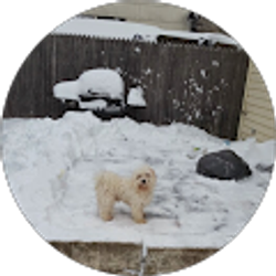 Profile photo of Carlos Alas