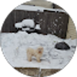 Profile photo of Carlos Alas