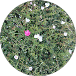 Profile photo of Adelina McClain