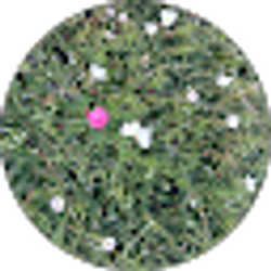 Profile photo of Adelina McClain