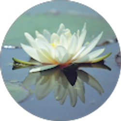 Profile photo of Dawn Jackson