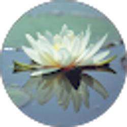 Profile photo of Dawn Jackson