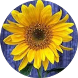 Profile photo of Meredith Ache